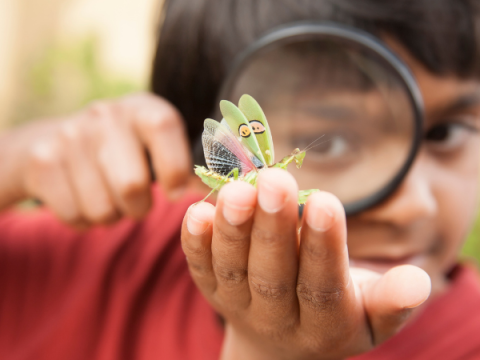 Un bambino guarda un insetto attraverso una lente d'ingrandimento