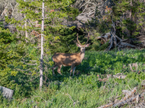 Un cervo si trova in una foresta