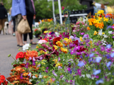 Fresh flowers for sale at the Larimer County Farmers' Market