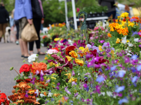 Färska blommor till salu på Larimer County Farmers' Market