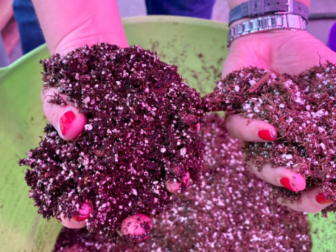 Hands hold up gardening soil. 