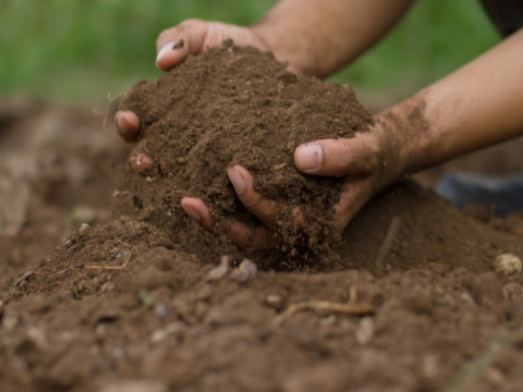 Hands Holding Soil Hands Holding Soil