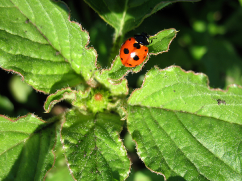 A ladybug sits on a plant leaf.