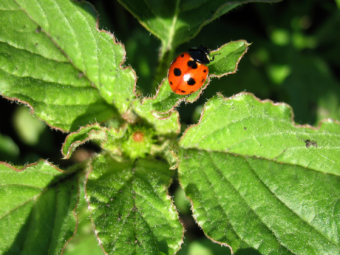 Une coccinelle est assise sur une feuille