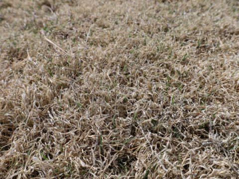 Буйволиная трава в мае. Он по-прежнему светло-коричневый с небольшими вкраплениями зеленого.