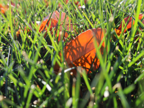 Кентуккийский мятлик в начале октября. Большая часть травы зеленая.