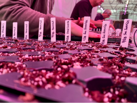 Seed starting planters, filled with soil and labeled. 