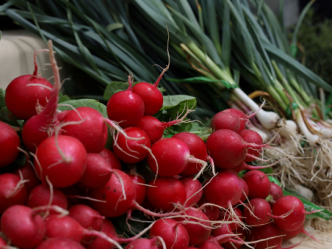 Radishes for sale at the Larimer County Farmers' Market