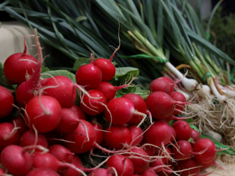 Ravanelli in vendita presso il mercato degli agricoltori della contea di Larimer