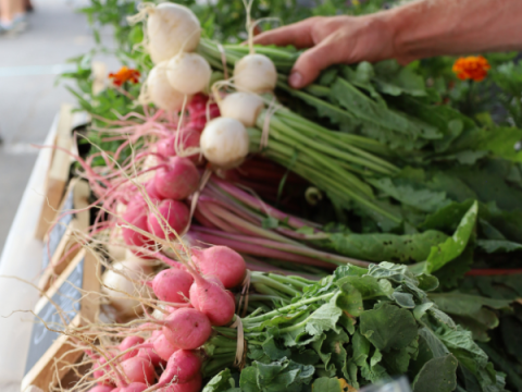 Rovor på Larimer County Farmers' Market