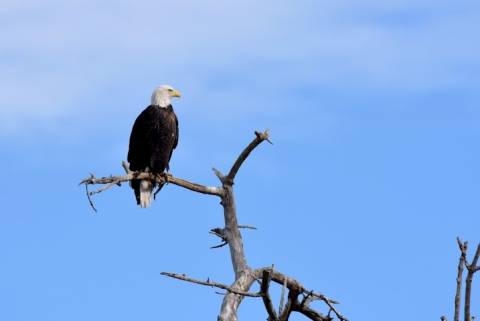 Bald Eagle Viewing