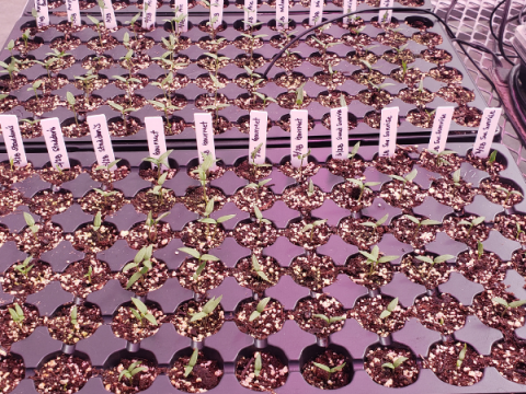 A seed tray of sweet pepper starts