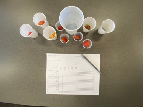 Sample cups of various tomatoes along with a score sheet and a pen