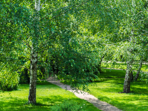 Alberi in un cortile