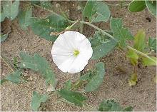 Bindweed