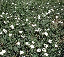 Bindweed