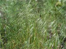 Cheatgrass