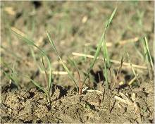Cheatgrass