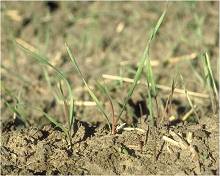 Cheatgrass