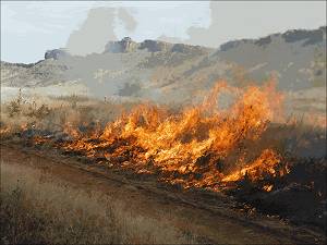 Controle Cheatgrass