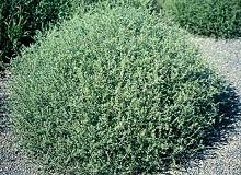 Russian thistle