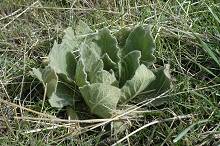 Common mullein