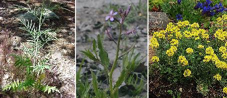 Tumla senap, blå senap och gul alyssum