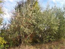 Russian olive