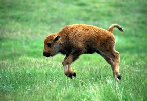baby bison