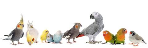 Birds Birds