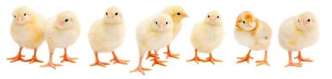 Baby chicks Baby chicks