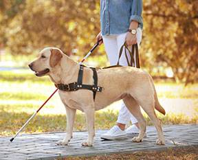 are service dogs allowed in food establishments