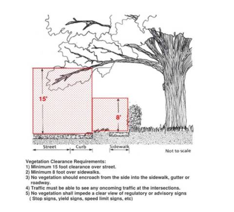 Lignes directrices sur la taille de la végétation