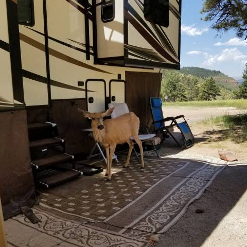 Cerf mulet debout à l'extérieur d'un grand camping-car.