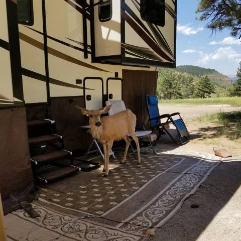 Mule deer standing outside a large RV.