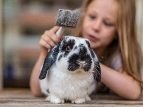 A young child brushes their rabbit