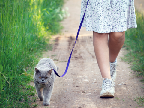 A teenager walks her cat on a leash.