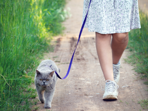 Uma adolescente passeia com seu gato na coleira.