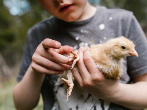A child hold a baby chicken