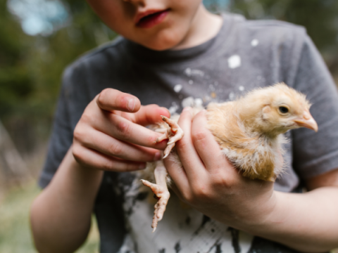 Ein Kind hält ein Babyhuhn