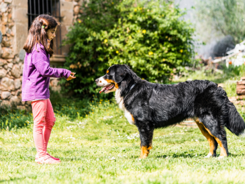 A child works to train her dog