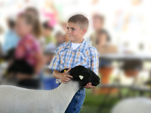 A boy preps his sheep for showing at a fair