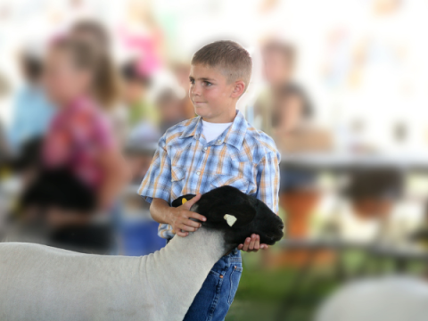 Un niño prepara sus ovejas para exhibirlas en una feria