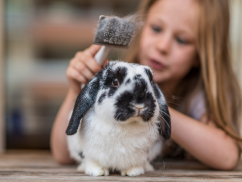 Un niño pequeño sostiene un pollito.