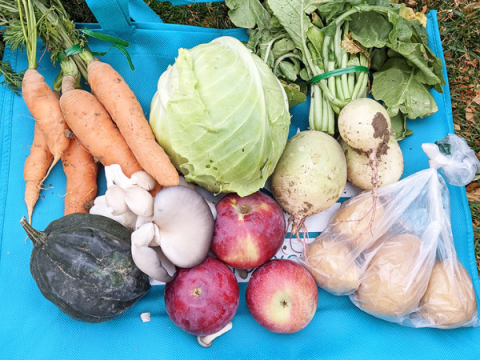 Market Days Produce Bag Produce from a Market Days bag laid out for display. Included is acorn squash, carrots, cabbage, turnips, apples, mushrooms, and potatoes.