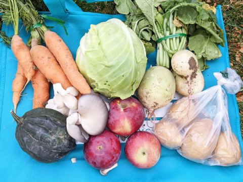 Produce from a Market Days bag laid out for display. Included is acorn squash, carrots, cabbage, turnips, apples, mushrooms, and potatoes.