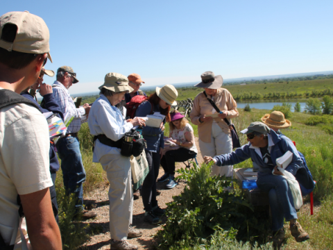 Um grupo de mestres de plantas nativas em uma Área Natural. Eles estão aprendendo a identificar as plantas