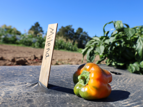 A sweet pepper sits on the ground next to a label stating it's variety ("Milena")