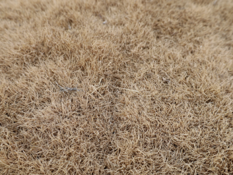 Bermudagras in december. Niets van het gras is groen.