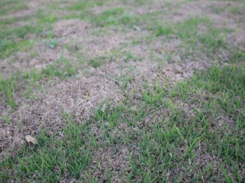 Bermudagras in mei. Ongeveer 30% van het gras is groen.